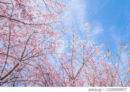 「埼玉県」青空に映える満開の桜　見沼田んぼ 110009807