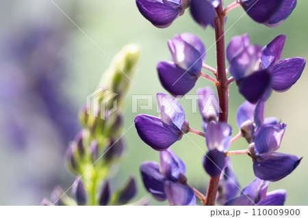 beautiful lupine flower background. extreme macro shot beautiful lupine flower background. extreme macro shot 110009900