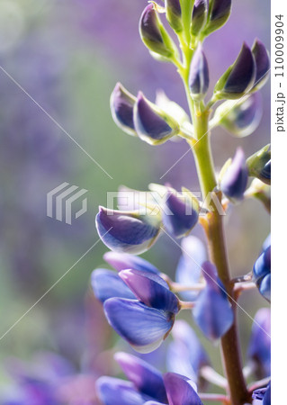 lupine flower against natural green background. macro shot lupine flower against natural green background. macro shot 110009904