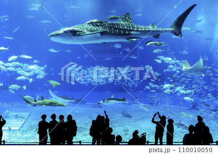 水族館の風景　沖縄美ら海水族館　黒潮の海　沖縄県本部町 110010050