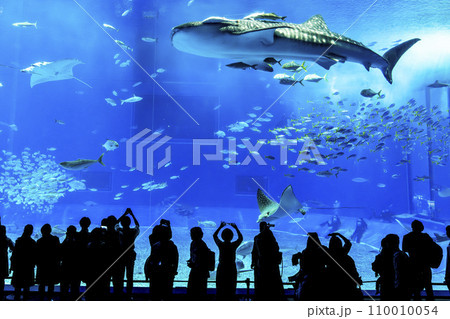 水族館の風景　沖縄美ら海水族館　黒潮の海　沖縄県本部町 110010054