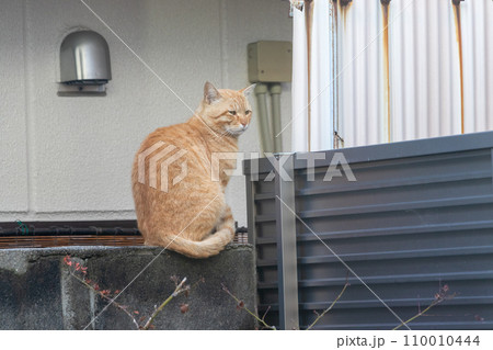 塀の上にたたずむ茶トラの野良猫 110010444
