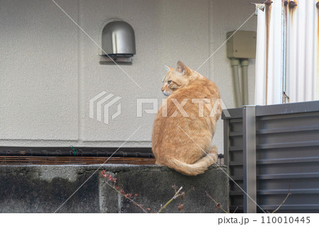 塀の上にたたずむ茶トラの野良猫 110010445
