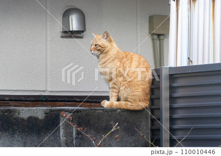ブロック塀の上に座る野良猫 110010446
