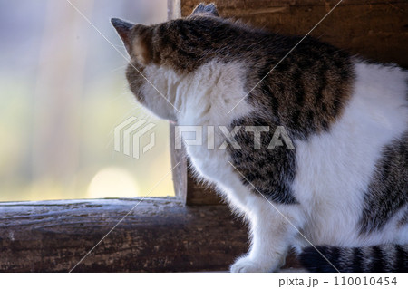 夕暮れの公園にいる猫 110010454