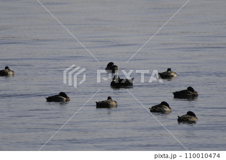 ビロードキンクロ　オス 110010474