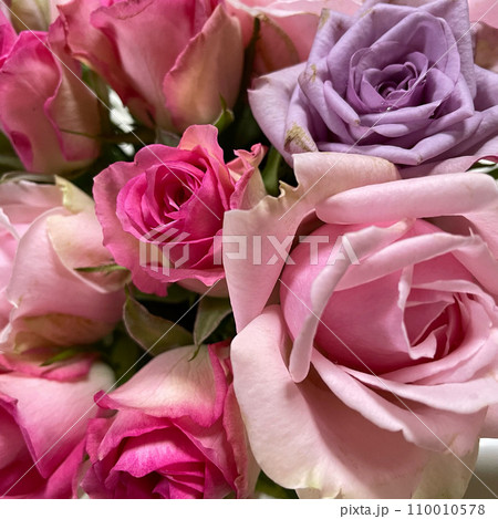ピンクのバラ 110010578