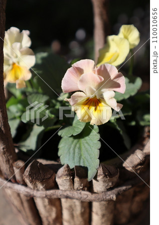 種から育てたフリルパンジー 110010656