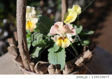 種から育てたフリルパンジー 110010657