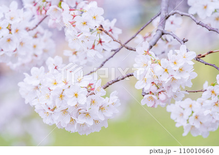 緑の背景に映える満開の桜 110010660