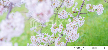 緑の背景に映える満開の桜 110010661