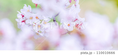 緑の背景に映える満開の桜 110010666