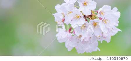 緑の背景に映える満開の桜 110010670
