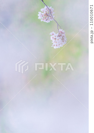 緑の背景に映える満開の桜 110010671