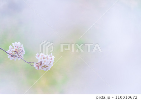 緑の背景に映える満開の桜 110010672