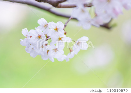 緑の背景に映える満開の桜 緑の背景に映える満開の桜 110010679