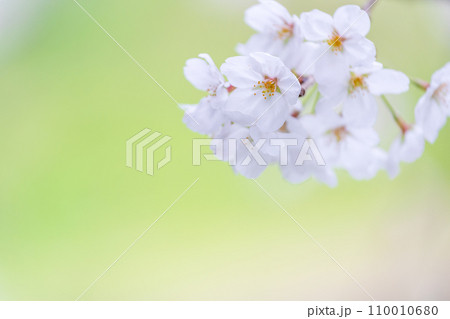 緑の背景に映える満開の桜 110010680