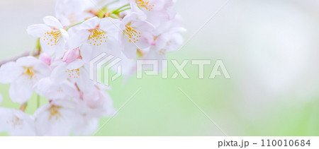 緑の背景に映える満開の桜 110010684