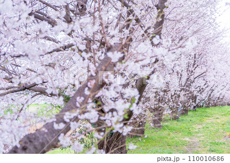 緑の背景に映える満開の桜 110010686