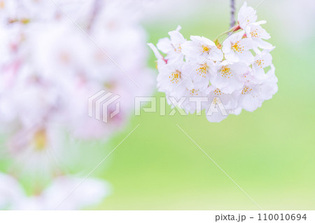 緑の背景に映える満開の桜 110010694