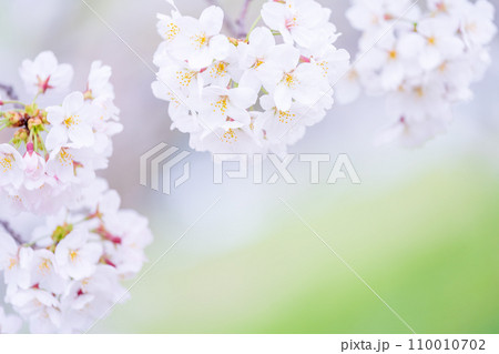 緑の背景に映える満開の桜 緑の背景に映える満開の桜 110010702