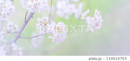 緑の背景に映える満開の桜 110010703