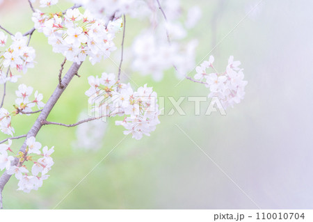 緑の背景に映える満開の桜 緑の背景に映える満開の桜 110010704