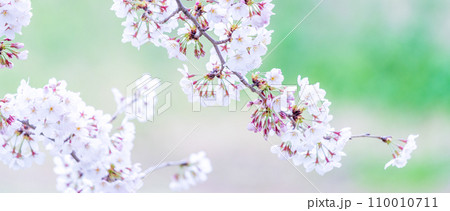 緑の背景に映える満開の桜 110010711