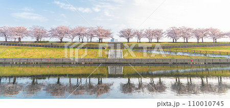 「東京都」荒川赤羽桜堤緑地の桜並木 110010745