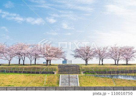 「東京都」荒川赤羽桜堤緑地の桜並木 110010750
