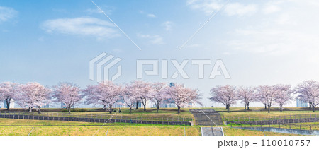 「東京都」荒川赤羽桜堤緑地の桜並木 「東京都」荒川赤羽桜堤緑地の桜並木 110010757
