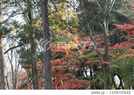 砧公園を歩いた 110010888