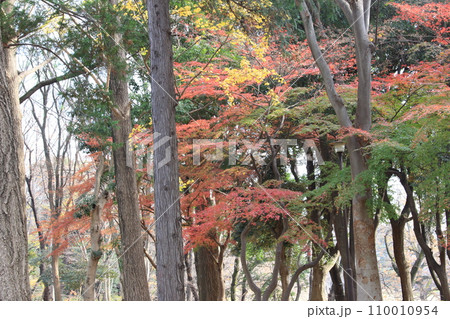 砧公園を歩いた 110010954