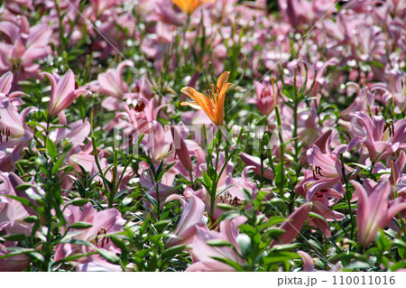 那須フラワーワールド 110011016