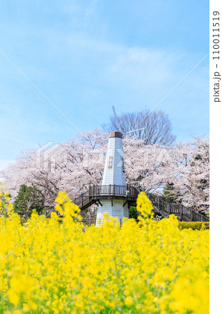 「埼玉県」見晴公園の風車と菜の花畑　さいたま市 110011519