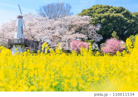 「埼玉県」見晴公園の風車と菜の花畑　さいたま市 110011534