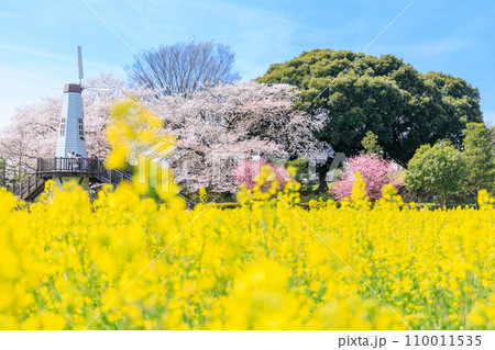 「埼玉県」見晴公園の風車と菜の花畑　さいたま市 110011535