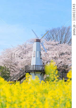「埼玉県」見晴公園の風車と菜の花畑 さいたま市 「埼玉県」見晴公園の風車と菜の花畑 さいたま市 110011543