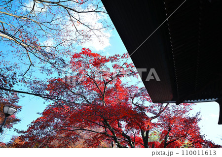 多聞院毘沙門堂 紅葉の風景 所沢市 多聞院毘沙門堂 紅葉の風景 所沢市 110011613