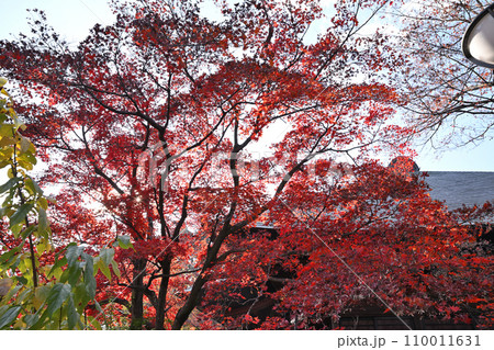 多聞院毘沙門堂　紅葉の風景　所沢市　 110011631