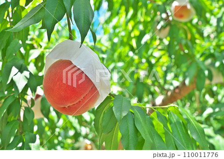 【桃源郷の桃畑 (あら川の桃畑)】 和歌山県紀の川市桃山町 110011776