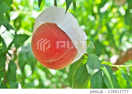 【桃源郷の桃畑 (あら川の桃畑)】 和歌山県紀の川市桃山町 110011777