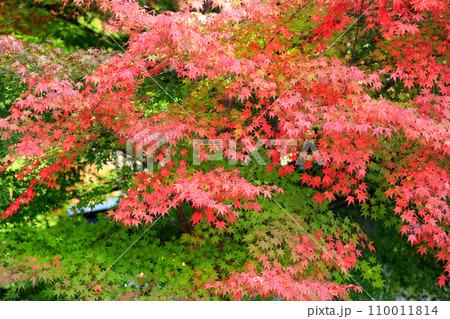 河口湖界隈の紅葉 110011814