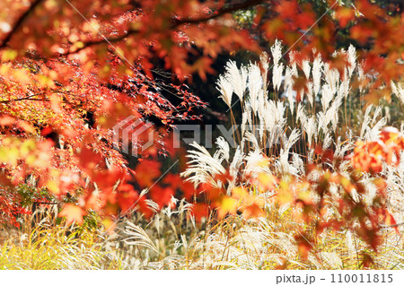 河口湖界隈の紅葉 110011815