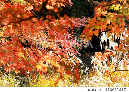 河口湖界隈の紅葉 110011817
