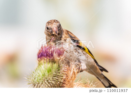 European goldfinch with juvenile plumage, feeding on the seeds of thistles. Carduelis carduelis. 110011937