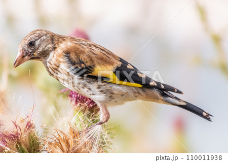 European goldfinch with juvenile plumage, feeding on the seeds of thistles. Carduelis carduelis. 110011938