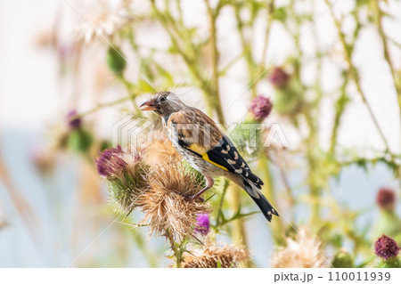 European goldfinch with juvenile plumage, feeding on the seeds of thistles. Carduelis carduelis. 110011939
