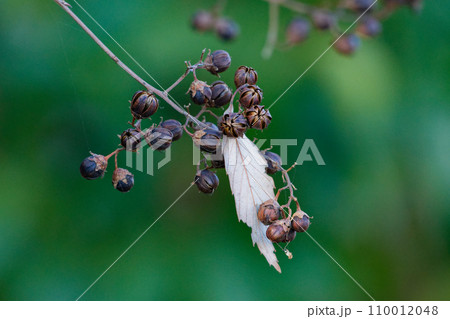 ミソハギ科落葉中高木サルスベリの実 110012048