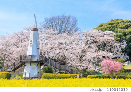 「埼玉県」見晴公園の風車と菜の花畑 さいたま市 「埼玉県」見晴公園の風車と菜の花畑 さいたま市 110012059